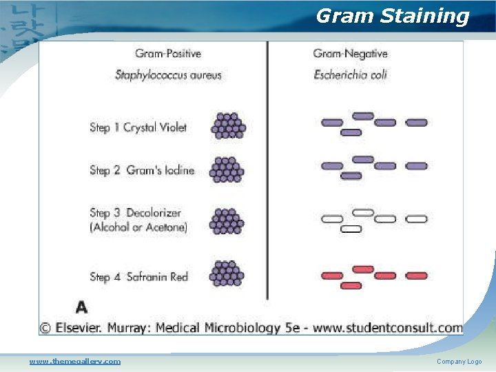 Gram Staining www. themegallery. com Company Logo 