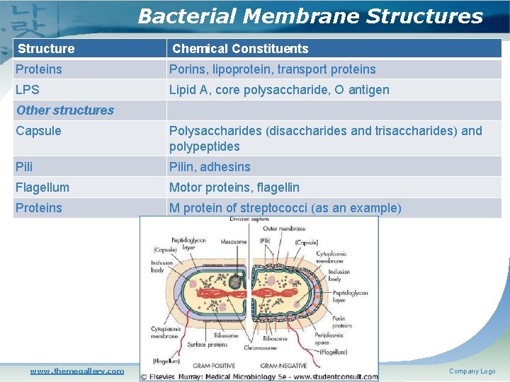 Bacterial Membrane Structures Structure Chemical Constituents Proteins Porins, lipoprotein, transport proteins LPS Lipid A,