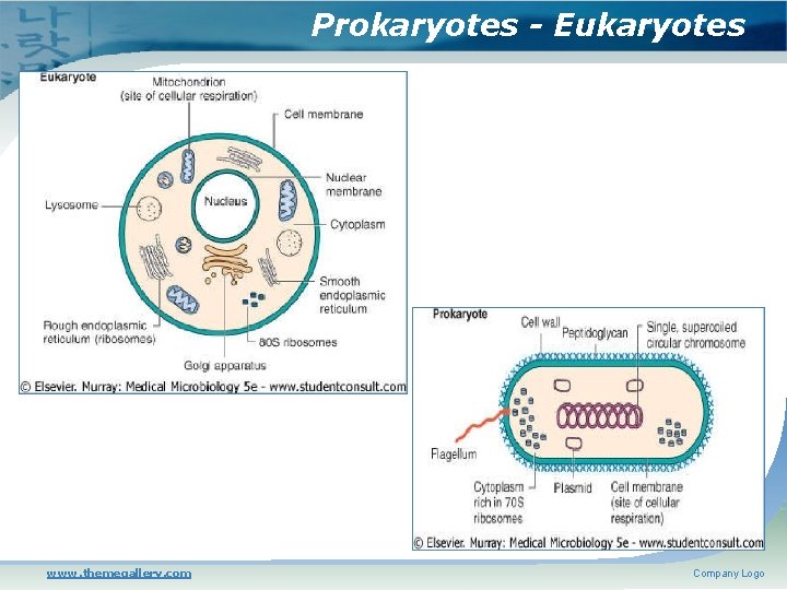 Prokaryotes - Eukaryotes www. themegallery. com Company Logo 