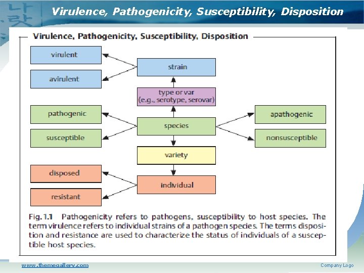 Virulence, Pathogenicity, Susceptibility, Disposition www. themegallery. com Company Logo 