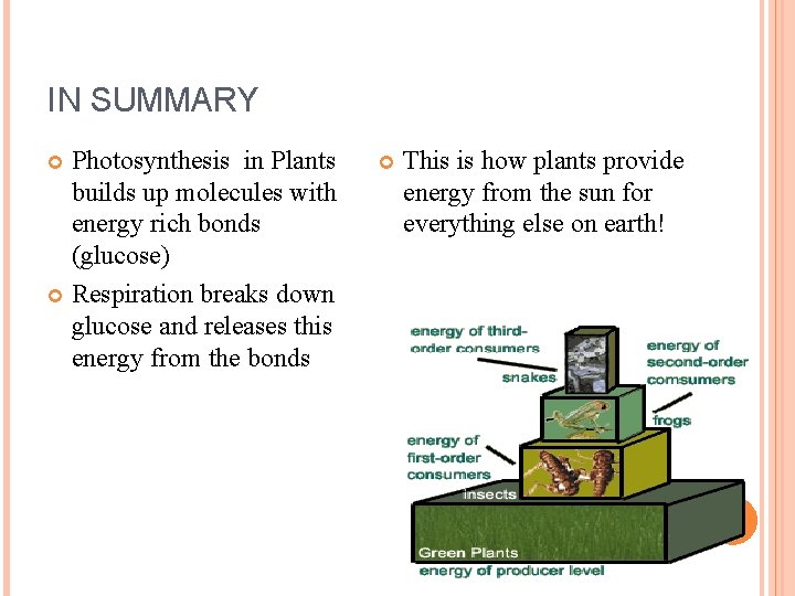 IN SUMMARY Photosynthesis in Plants builds up molecules with energy rich bonds (glucose) Respiration