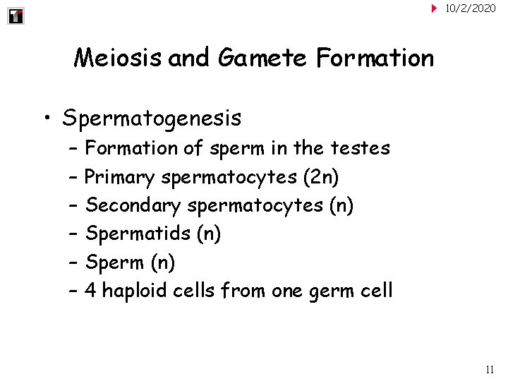 10/2/2020 Meiosis and Gamete Formation • Spermatogenesis – – – Formation of sperm in