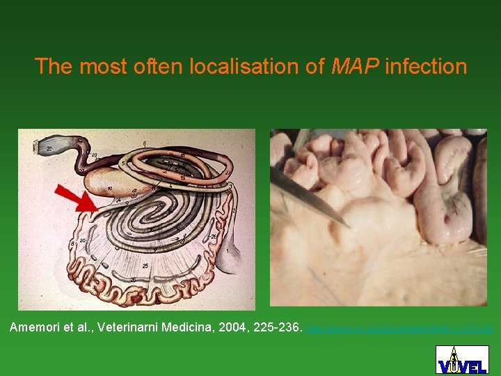 The most often localisation of MAP infection Amemori et al. , Veterinarni Medicina, 2004,
