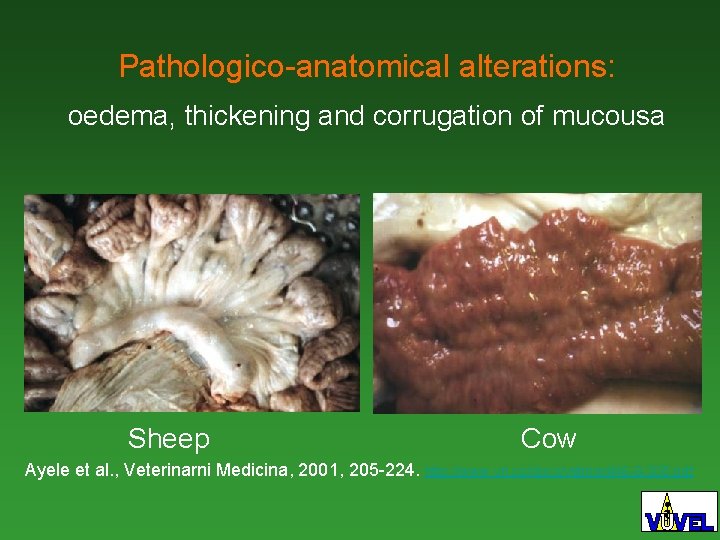 Pathologico-anatomical alterations: oedema, thickening and corrugation of mucousa Sheep Cow Ayele et al. ,