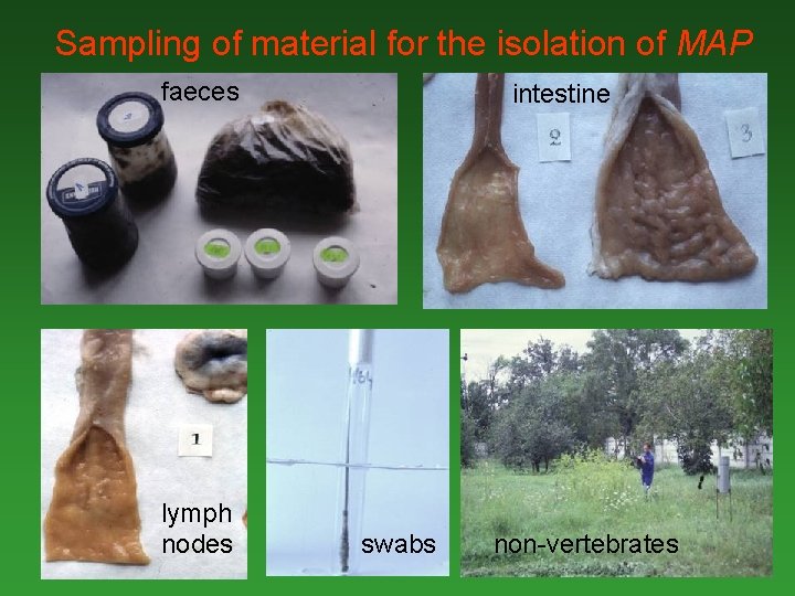 Sampling of material for the isolation of MAP faeces lymph nodes intestine swabs non-vertebrates