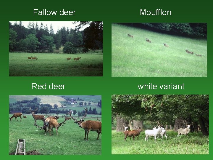 Fallow deer Moufflon Red deer white variant 