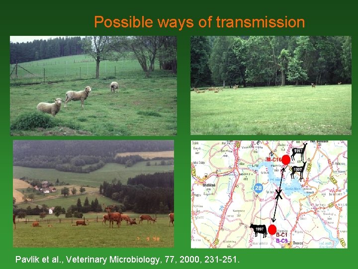 Possible ways of transmission Pavlik et al. , Veterinary Microbiology, 77, 2000, 231 -251.