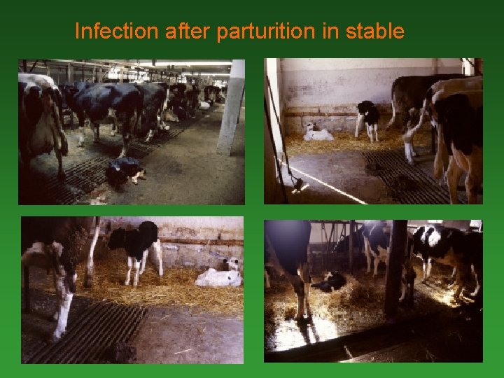 Infection after parturition in stable 