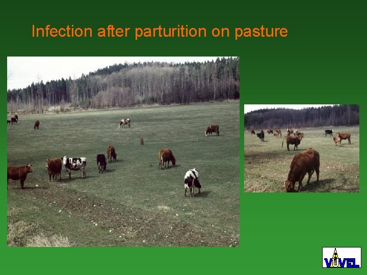 Infection after parturition on pasture 