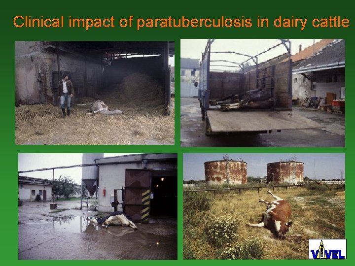 Clinical impact of paratuberculosis in dairy cattle 