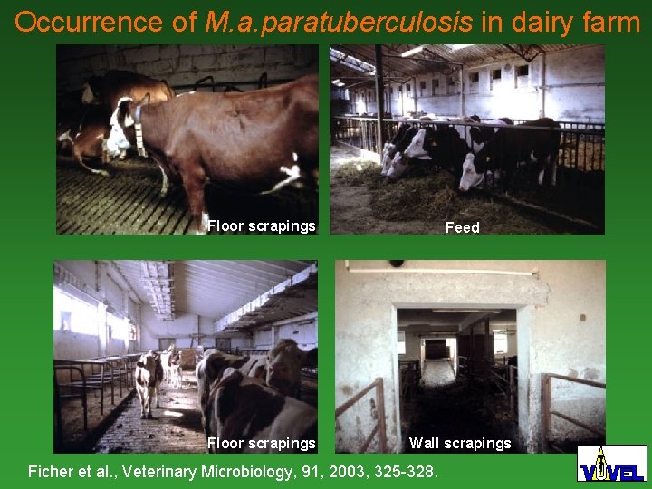 Occurrence of M. a. paratuberculosis in dairy farm Floor scrapings Feed Floor scrapings Wall