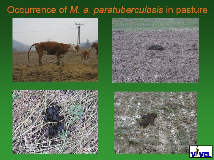 Occurrence of M. a. paratuberculosis in pasture 