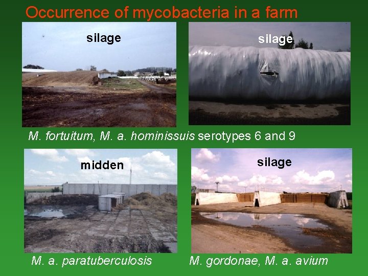 Occurrence of mycobacteria in a farm silage M. fortuitum, M. a. hominissuis serotypes 6