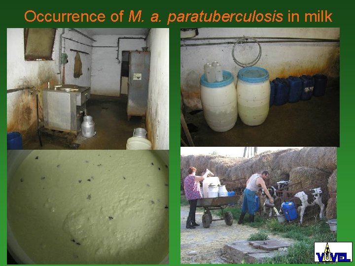 Occurrence of M. a. paratuberculosis in milk 