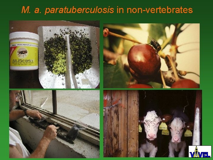 M. a. paratuberculosis in non-vertebrates 