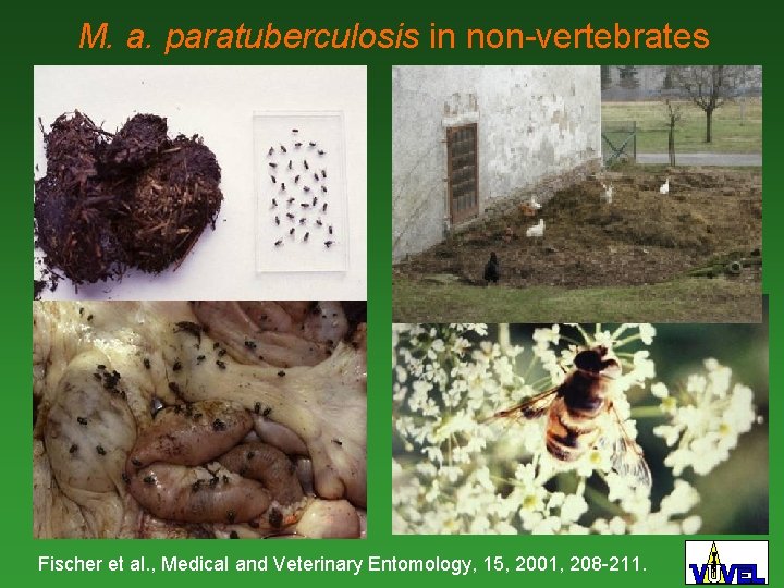 M. a. paratuberculosis in non-vertebrates Fischer et al. , Medical and Veterinary Entomology, 15,