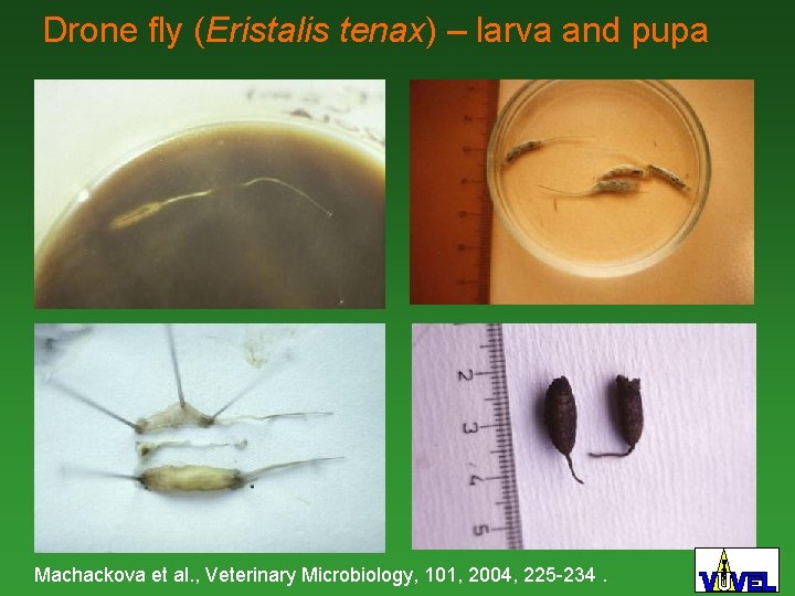 Drone fly (Eristalis tenax) – larva and pupa Machackova et al. , Veterinary Microbiology,