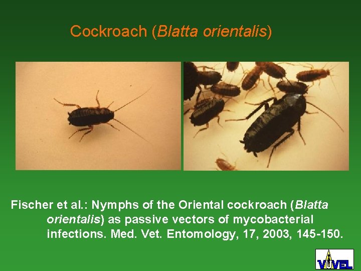 Cockroach (Blatta orientalis) Fischer et al. : Nymphs of the Oriental cockroach (Blatta orientalis)