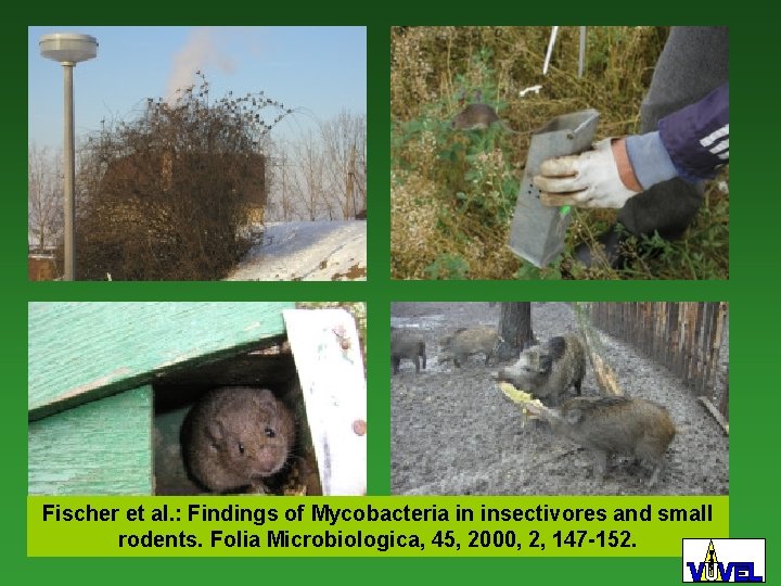 Fischer et al. : Findings of Mycobacteria in insectivores and small rodents. Folia Microbiologica,