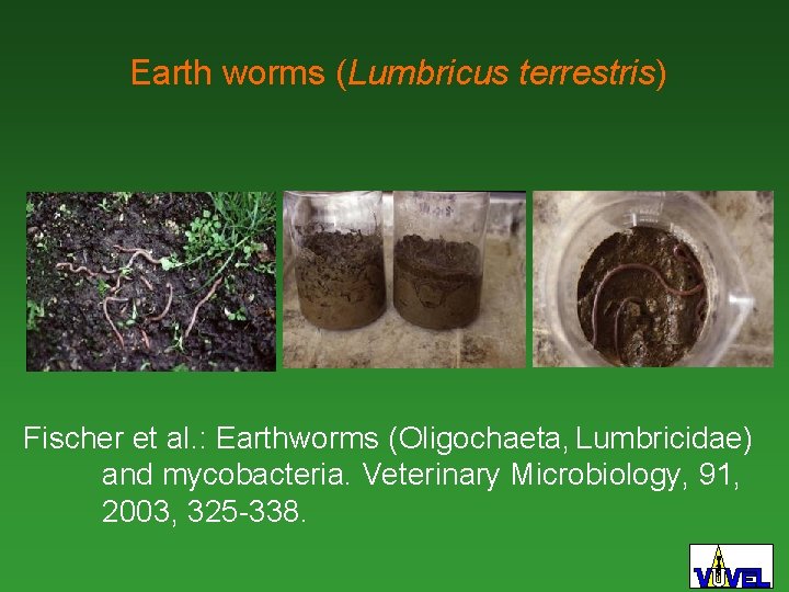 Earth worms (Lumbricus terrestris) Fischer et al. : Earthworms (Oligochaeta, Lumbricidae) and mycobacteria. Veterinary