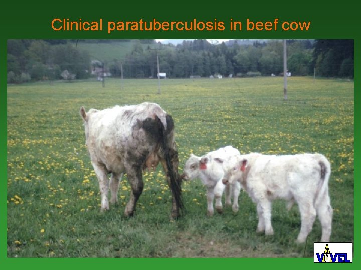 Clinical paratuberculosis in beef cow 