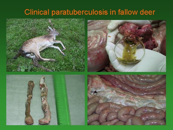 Clinical paratuberculosis in fallow deer 