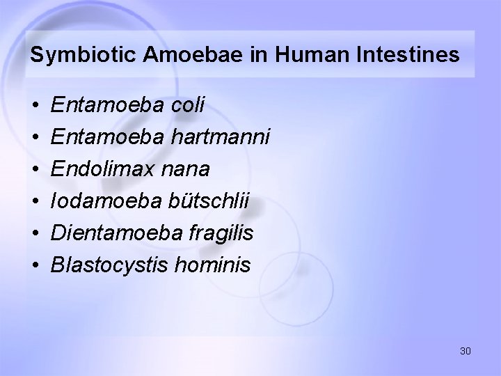 Symbiotic Amoebae in Human Intestines • • • Entamoeba coli Entamoeba hartmanni Endolimax nana