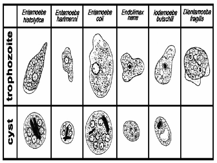 Intestinal Amebae 32 