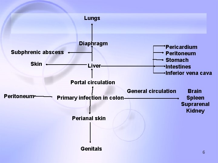 Lungs Diaphragm Subphrenic abscess Skin Liver Pericardium Peritoneum Stomach Intestines Inferior vena cava Portal