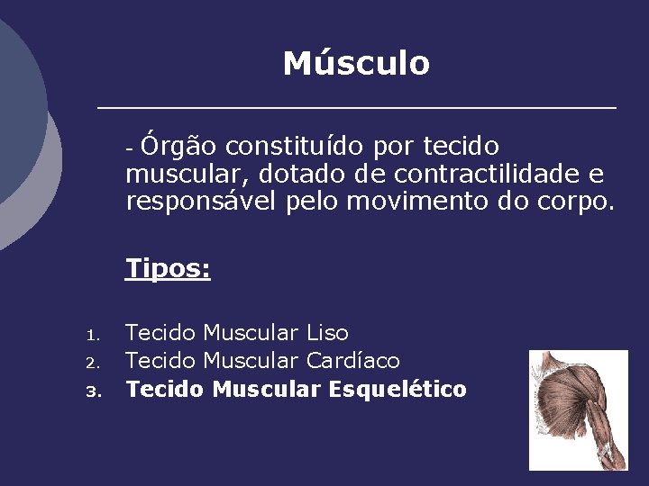 Músculo - Órgão constituído por tecido muscular, dotado de contractilidade e responsável pelo movimento