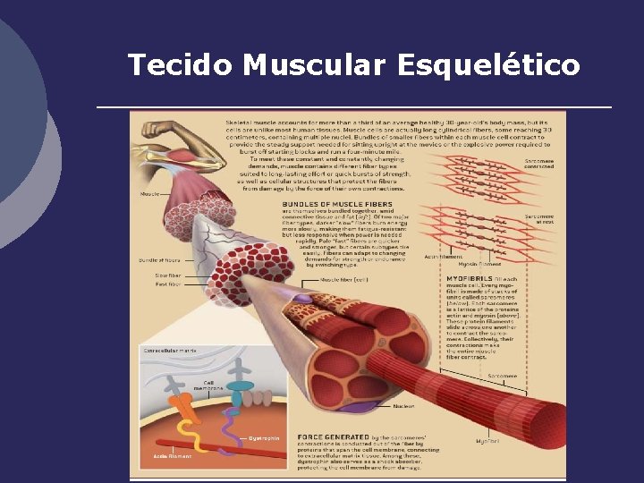 Tecido Muscular Esquelético 