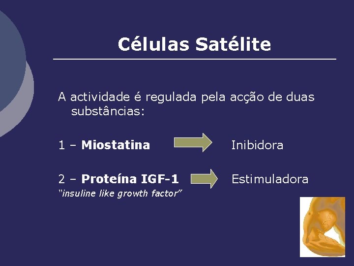 Células Satélite A actividade é regulada pela acção de duas substâncias: 1 – Miostatina