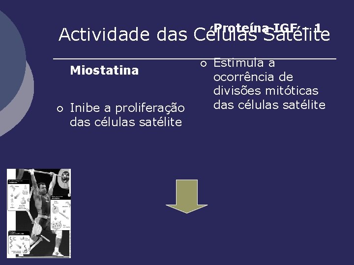 Proteína IGF – 1 Actividade das Células Satélite Miostatina ¡ Inibe a proliferação das