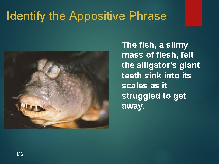 Identify the Appositive Phrase The fish, a slimy mass of flesh, felt the alligator’s