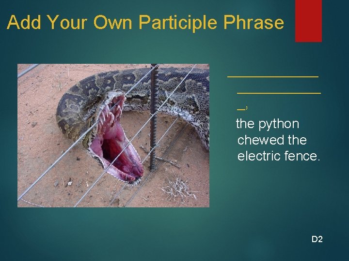 Add Your Own Participle Phrase ______ _, the python chewed the electric fence. D