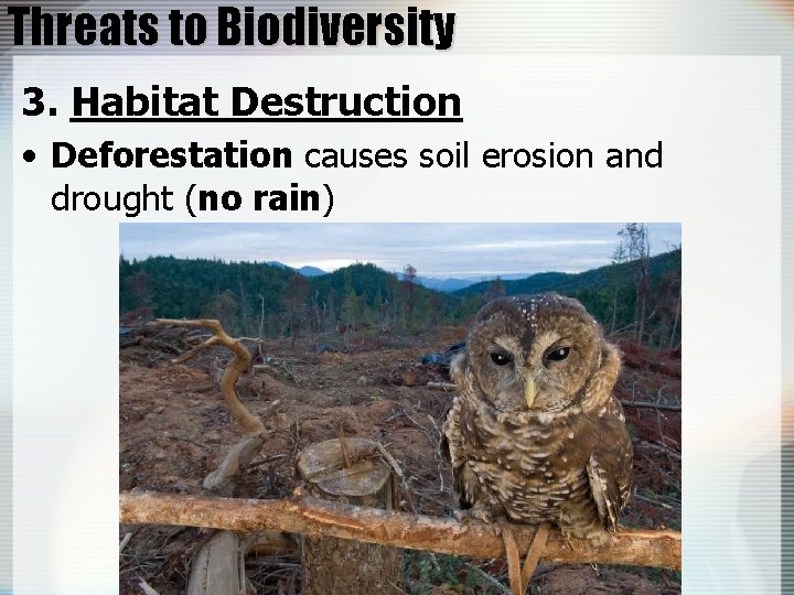 Threats to Biodiversity 3. Habitat Destruction • Deforestation causes soil erosion and drought (no