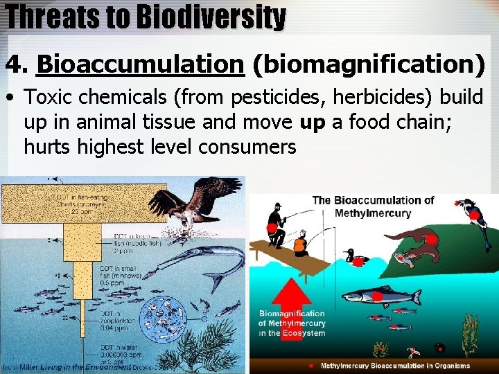 Threats to Biodiversity 4. Bioaccumulation (biomagnification) • Toxic chemicals (from pesticides, herbicides) build up
