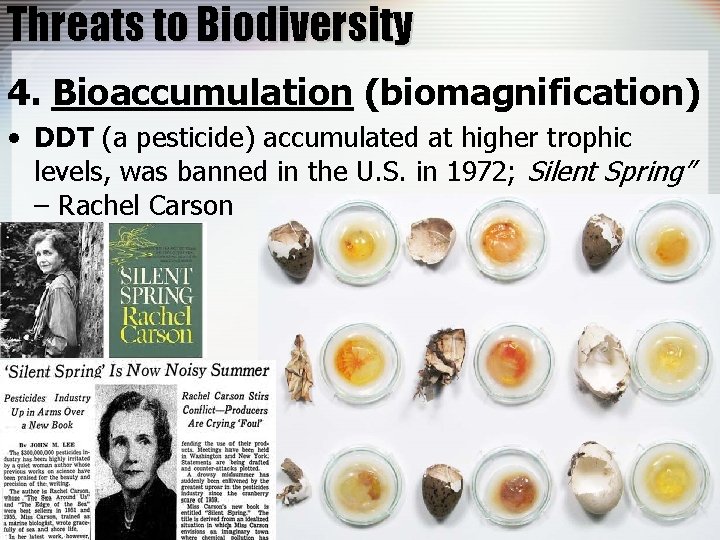 Threats to Biodiversity 4. Bioaccumulation (biomagnification) • DDT (a pesticide) accumulated at higher trophic