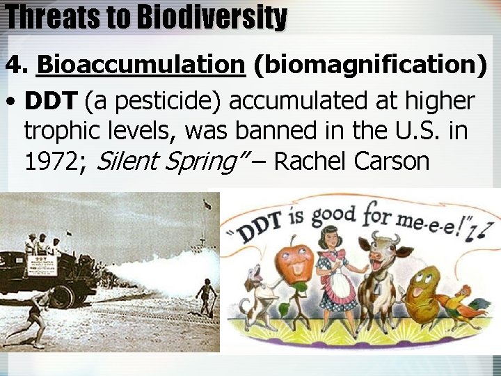 Threats to Biodiversity 4. Bioaccumulation (biomagnification) • DDT (a pesticide) accumulated at higher trophic