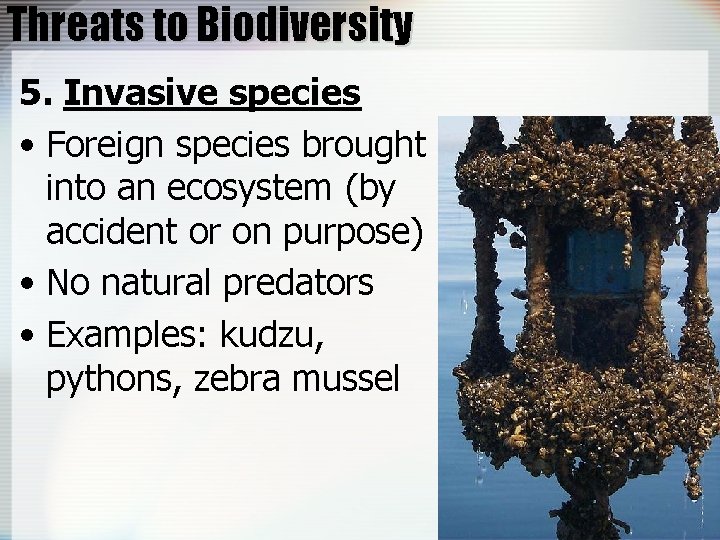 Threats to Biodiversity 5. Invasive species • Foreign species brought into an ecosystem (by