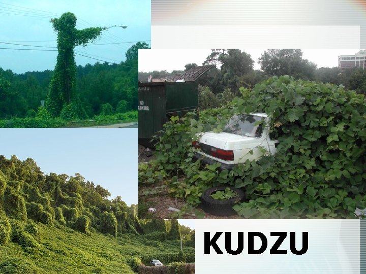 KUDZU 