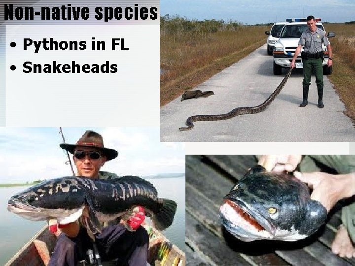 Non-native species • Pythons in FL • Snakeheads 