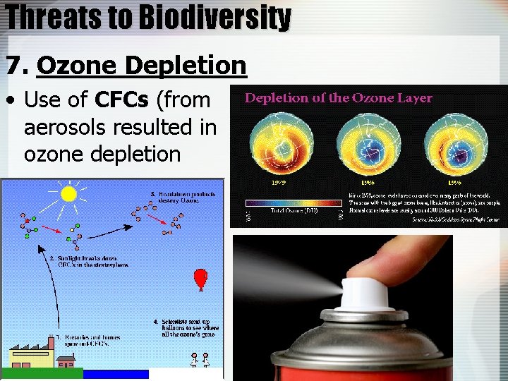 Threats to Biodiversity 7. Ozone Depletion • Use of CFCs (from aerosols resulted in