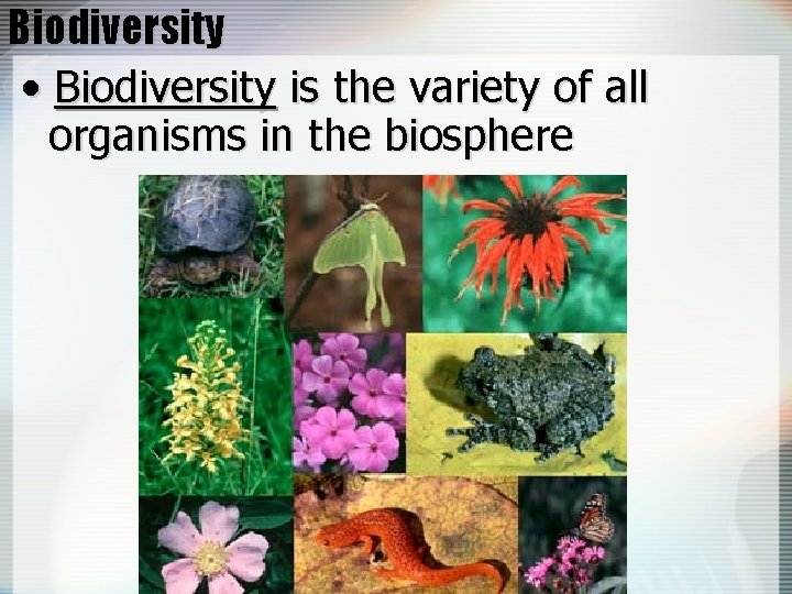 Biodiversity • Biodiversity is the variety of all organisms in the biosphere 