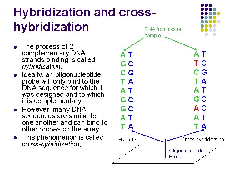 Hybridization and crosshybridization DNA from tissue sample l l The process of 2 complementary