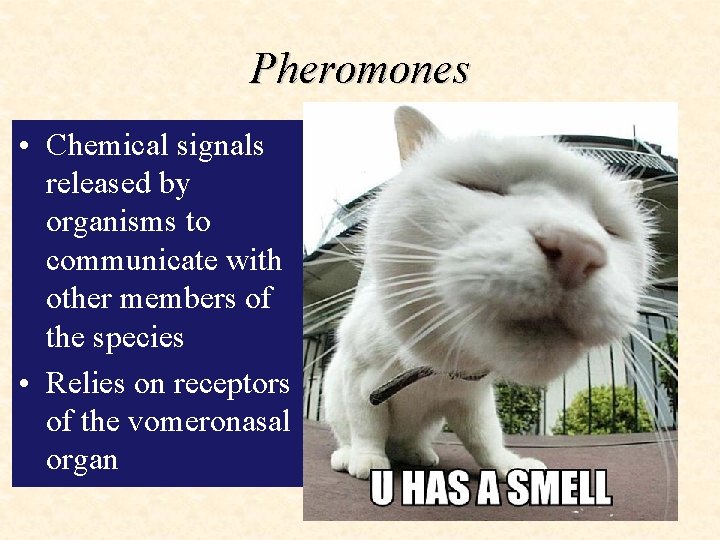 Pheromones • Chemical signals released by organisms to communicate with other members of the