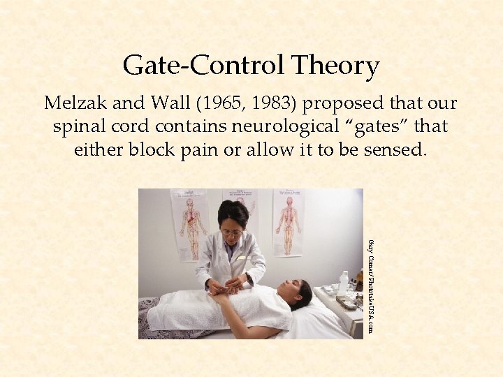 Gate-Control Theory Melzak and Wall (1965, 1983) proposed that our spinal cord contains neurological