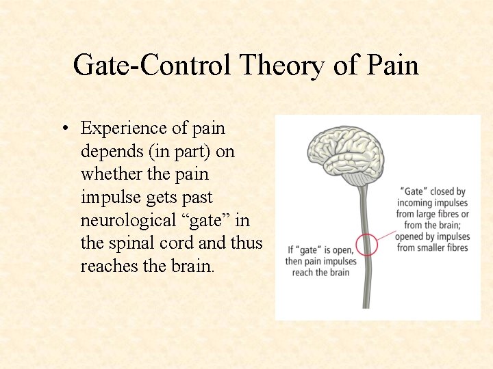 Gate-Control Theory of Pain • Experience of pain depends (in part) on whether the