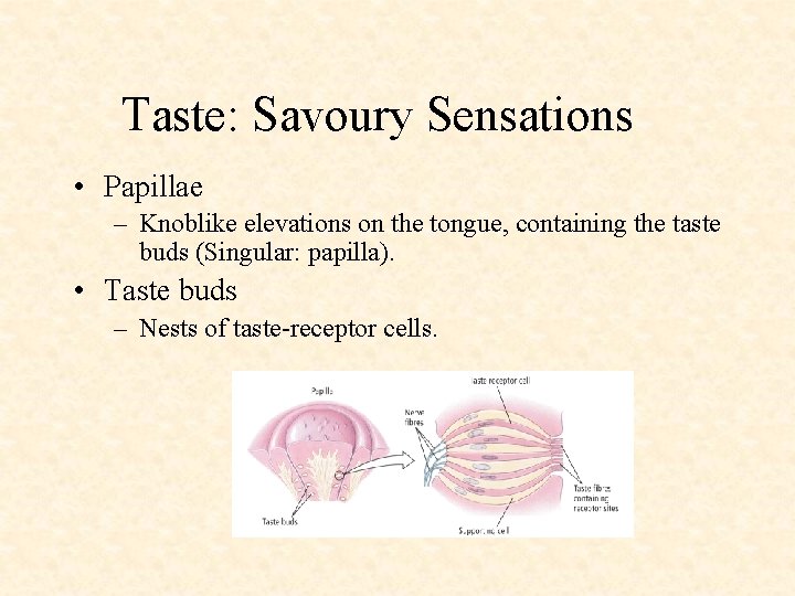 Taste: Savoury Sensations • Papillae – Knoblike elevations on the tongue, containing the taste