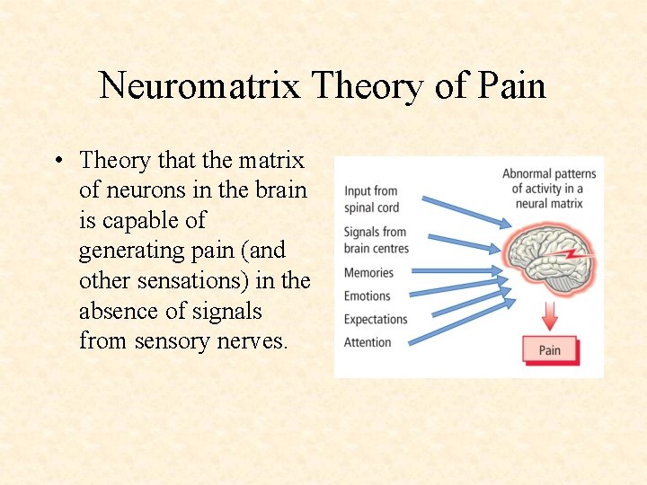 Neuromatrix Theory of Pain • Theory that the matrix of neurons in the brain